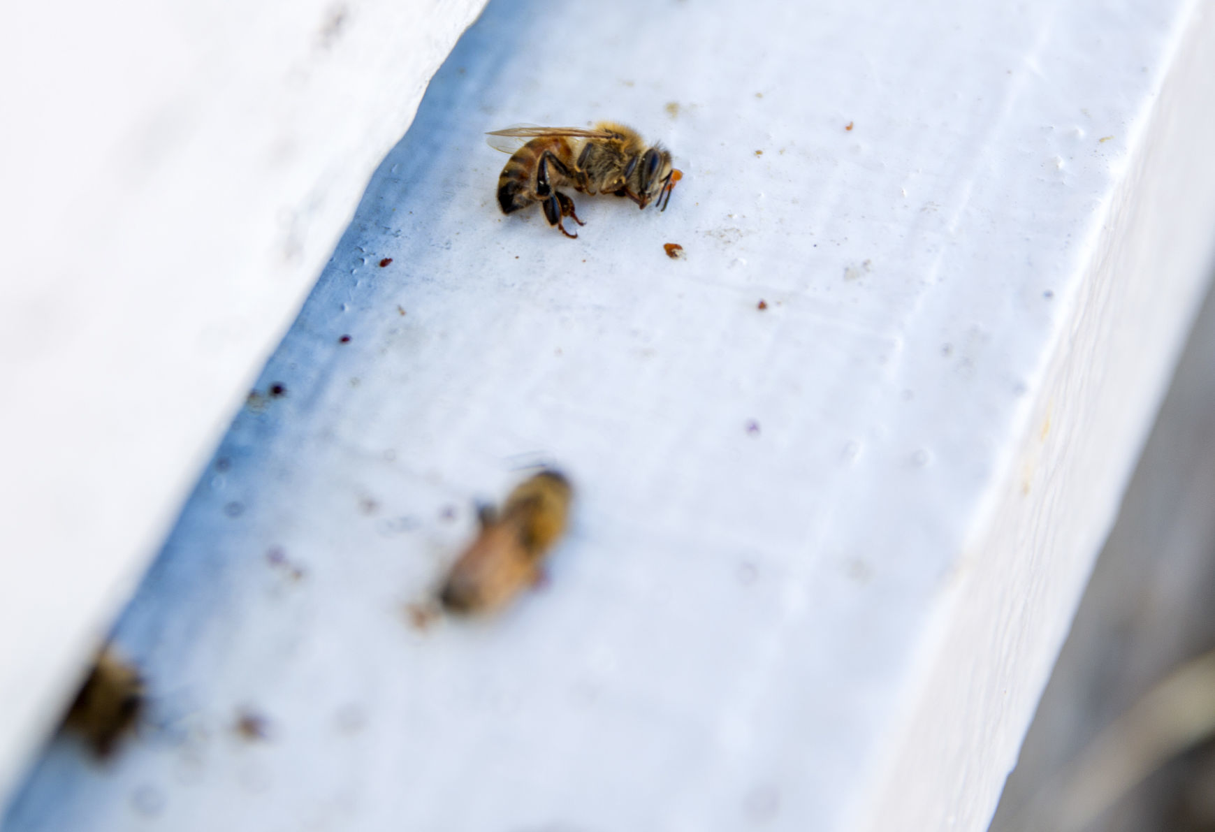The death of bees